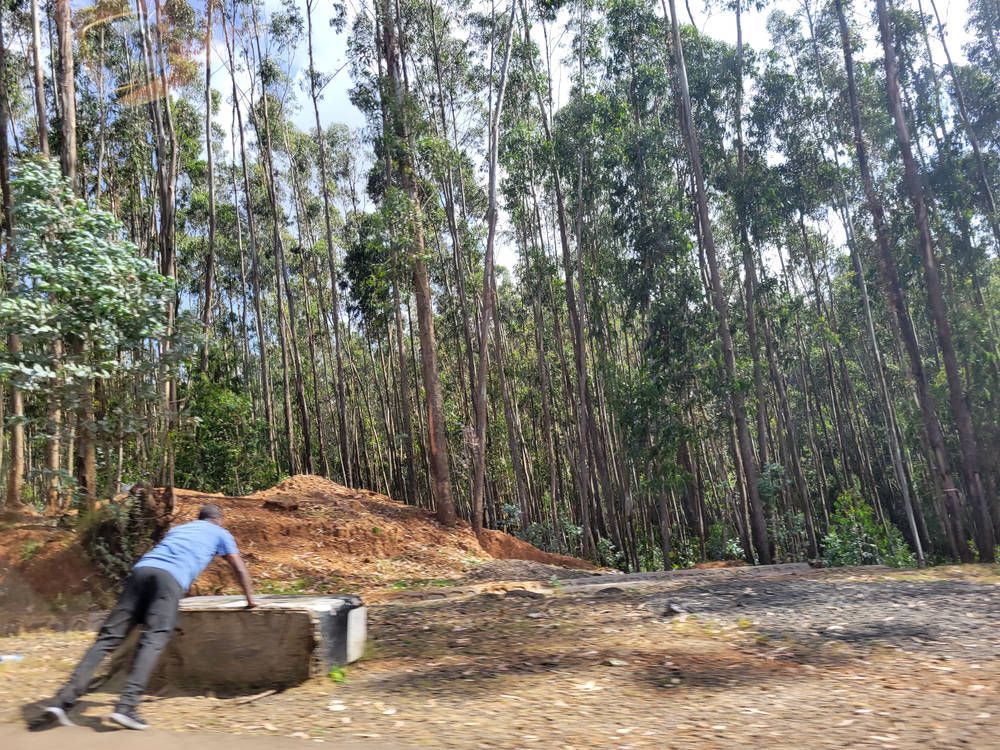 Tall eucalyptus trees in the park