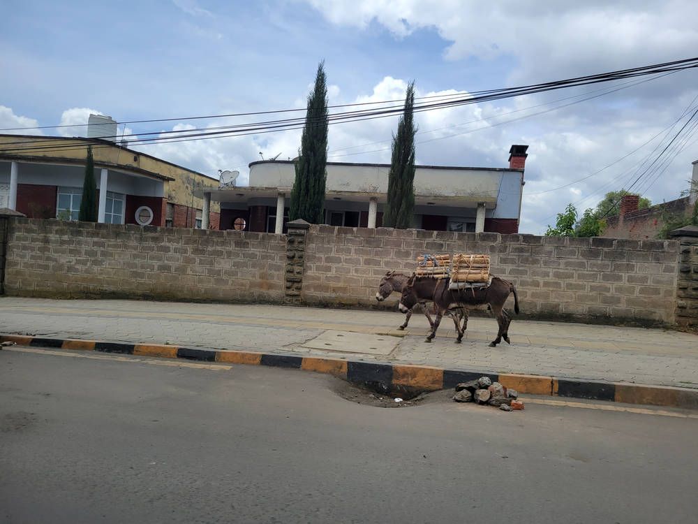 A donkey walking along the road