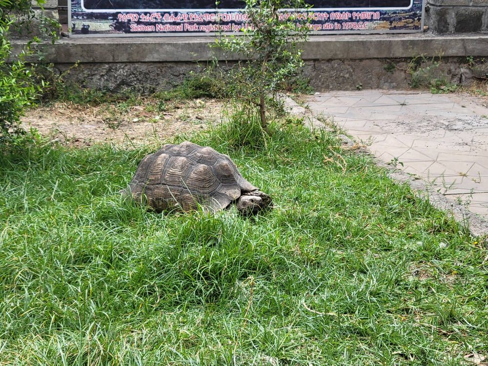 A tortoise in the grass
