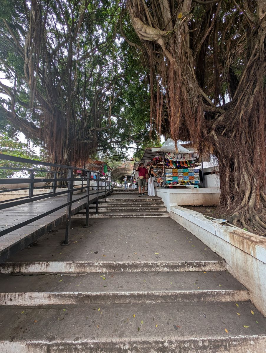 Banyan trees at the market stairs