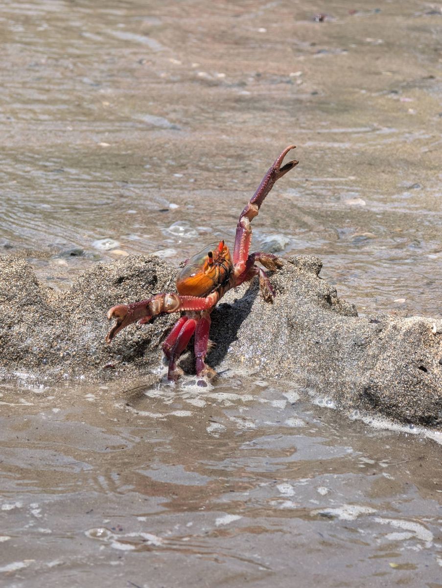 A red crab on a rock