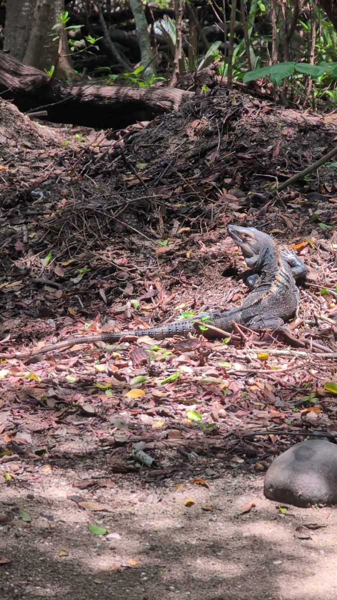 An iguana on the forest floor