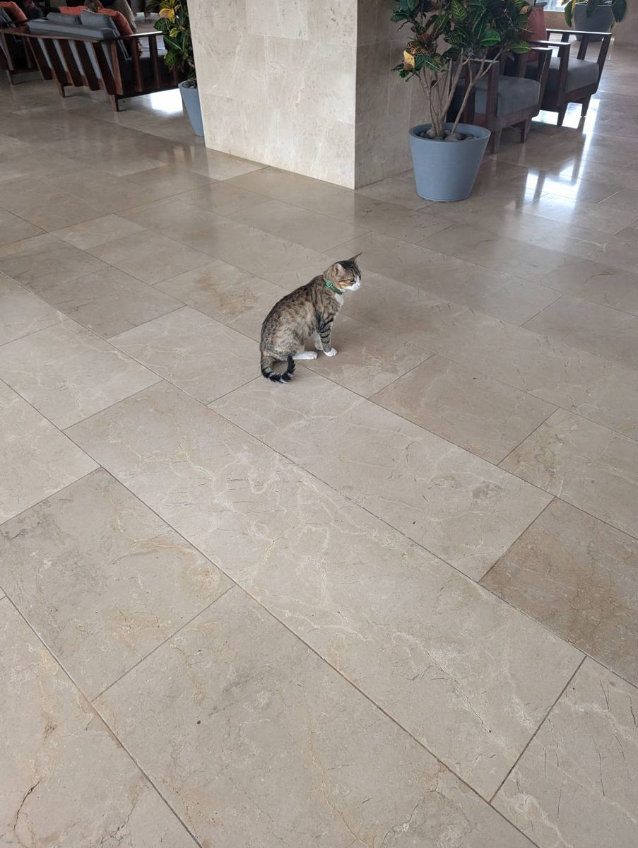 A cat in a lobby