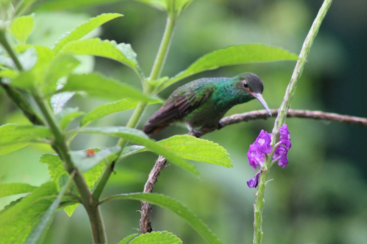 A hummingbird at a purple flower