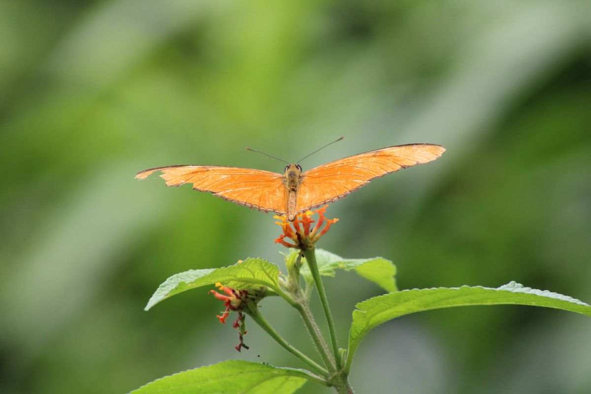 An orange butterfly