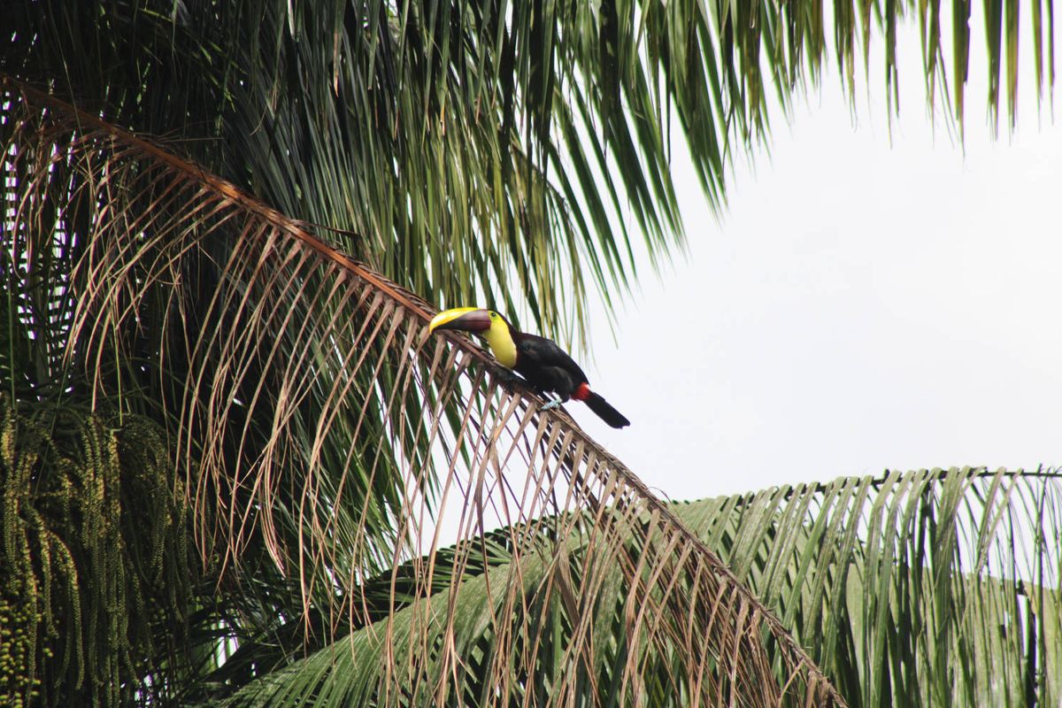 A toucan on a palm