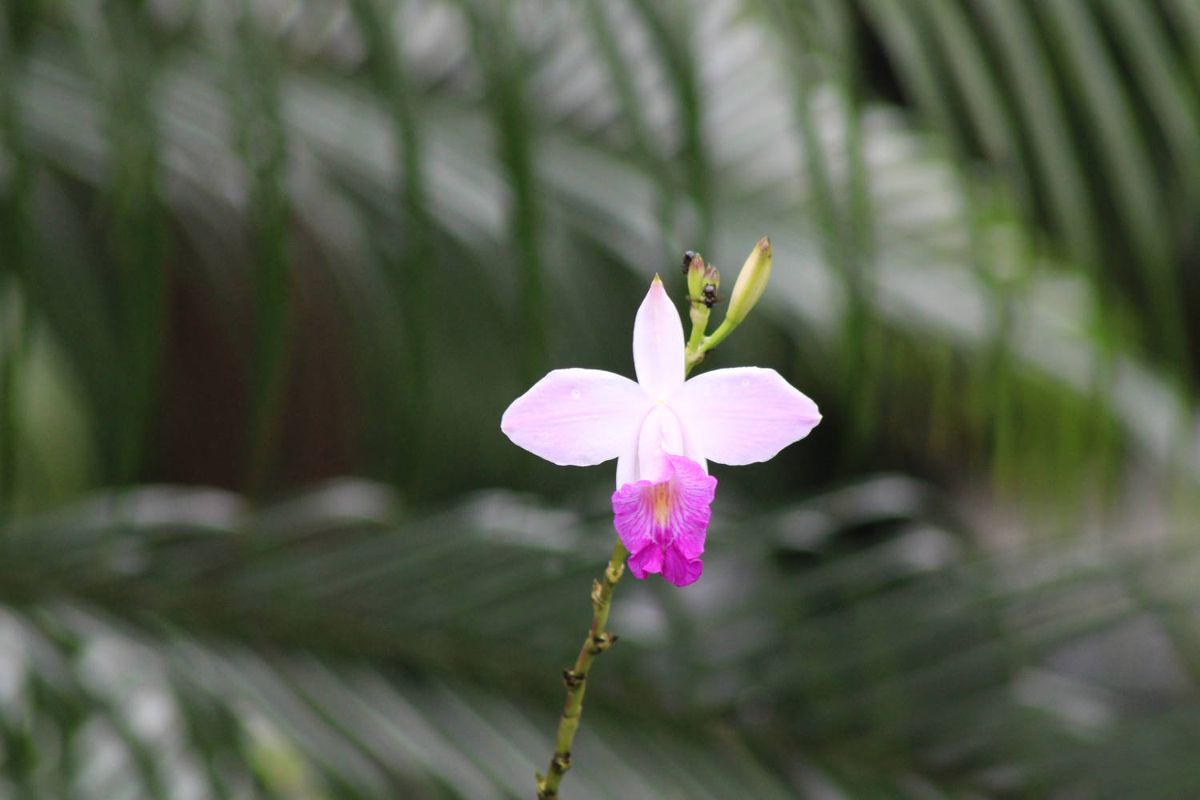 A pink orchid