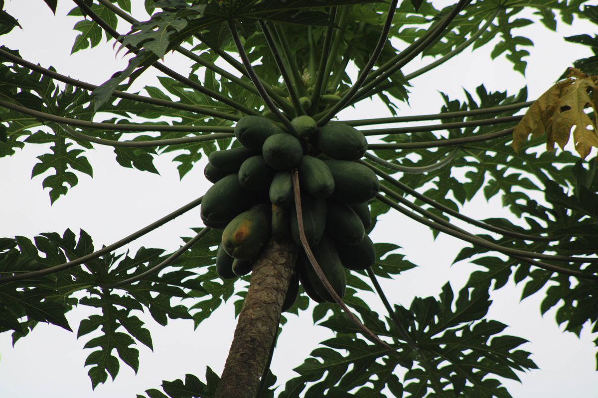 Papayas on the tree