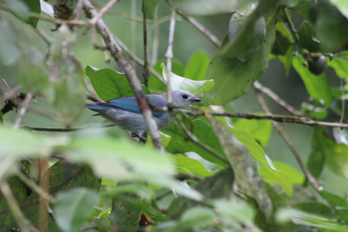 A blue-grey bird in the leaves