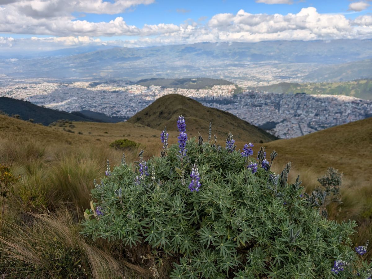 Wild lupine on Cruz Loma above Quito