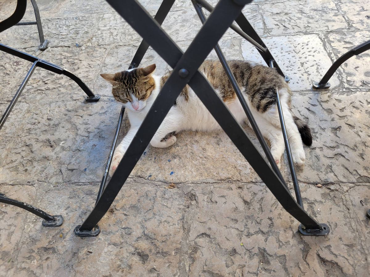 A cat under a café table