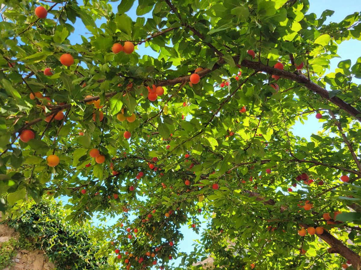 Oranges on a tree