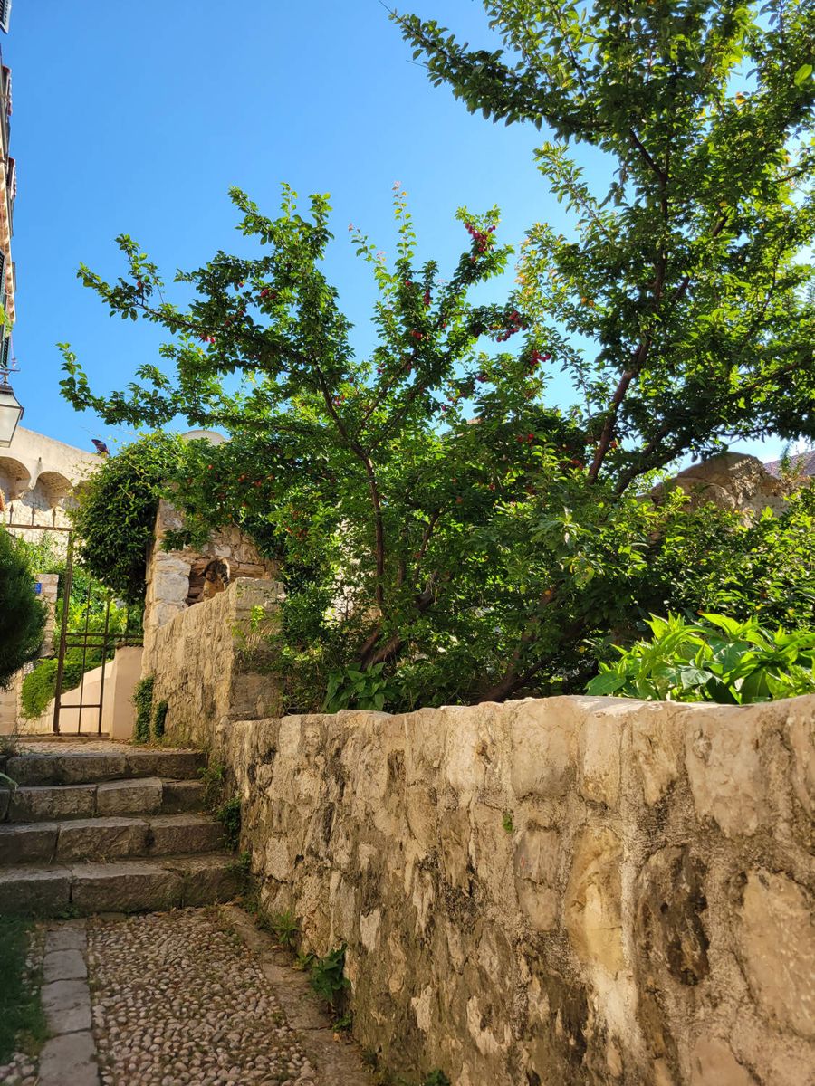 Stone steps under the trees