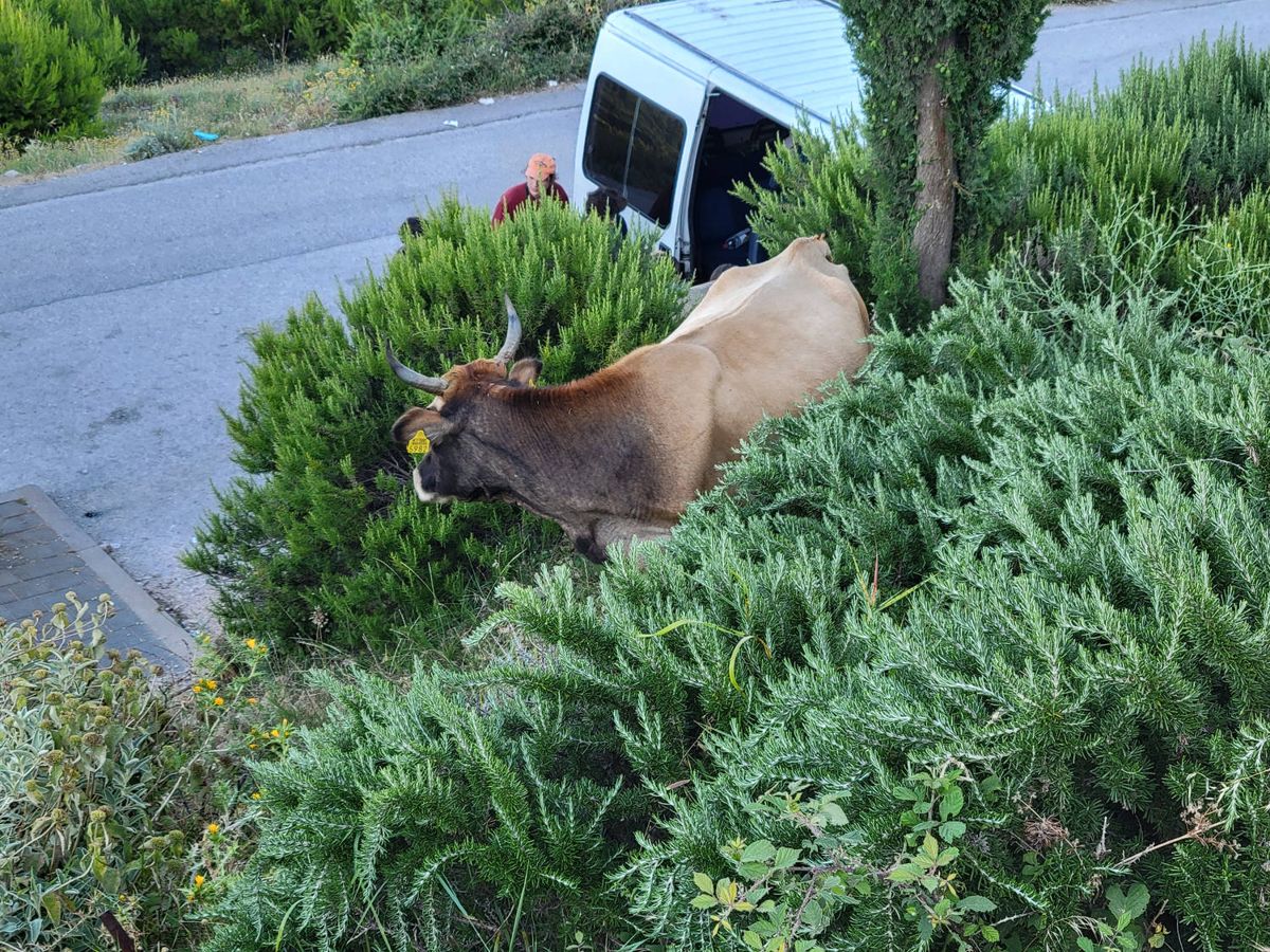 A cow grazing by the road