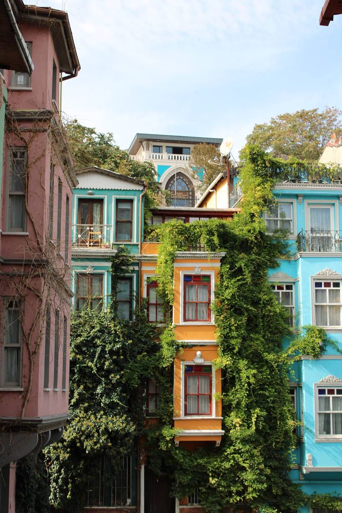 Colorful houses covered in ivy