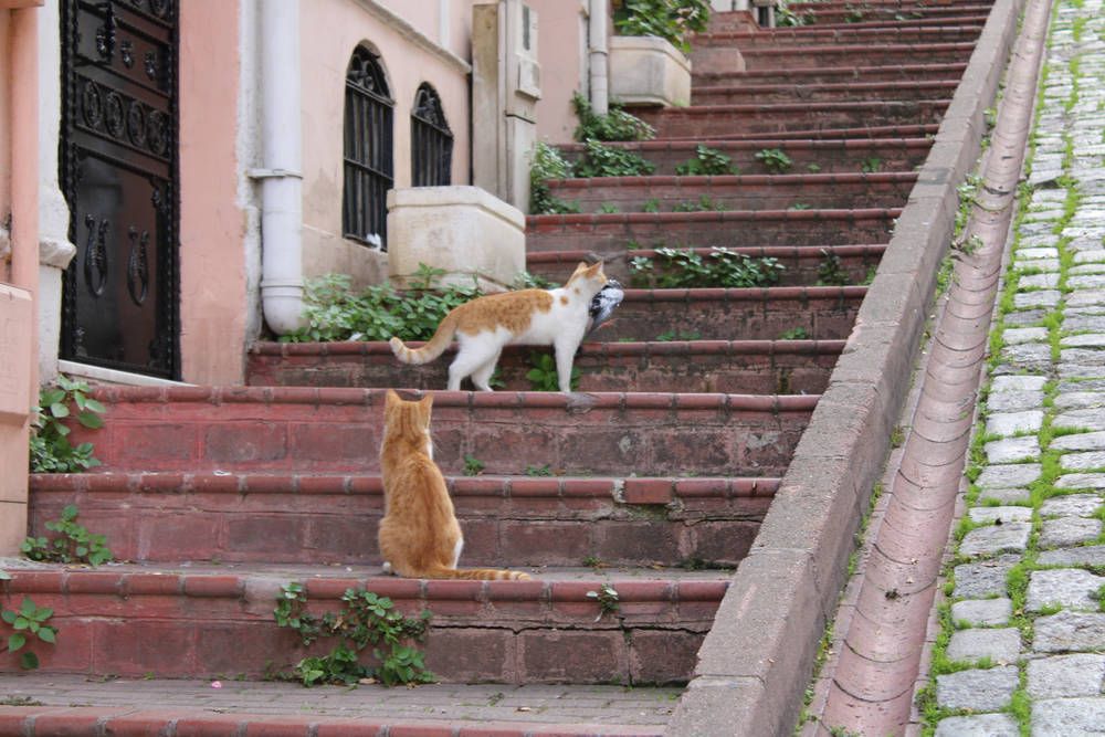 Two cats on red stone steps
