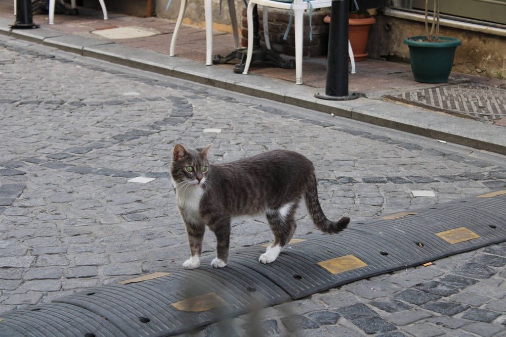 A grey and white cat on the cobbles
