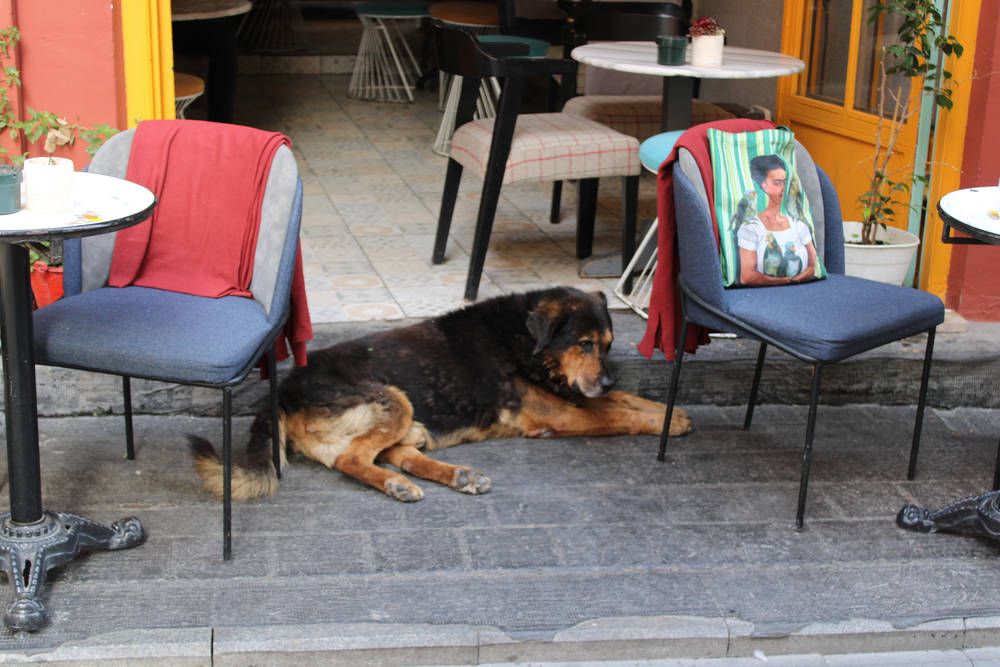 A dog asleep under café chairs