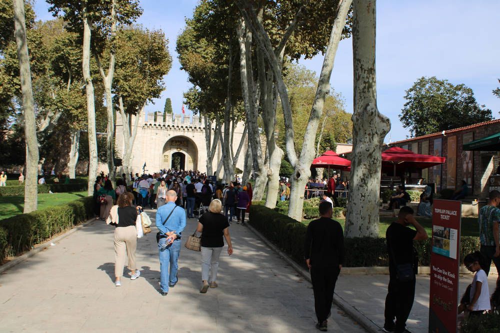 An avenue of plane trees