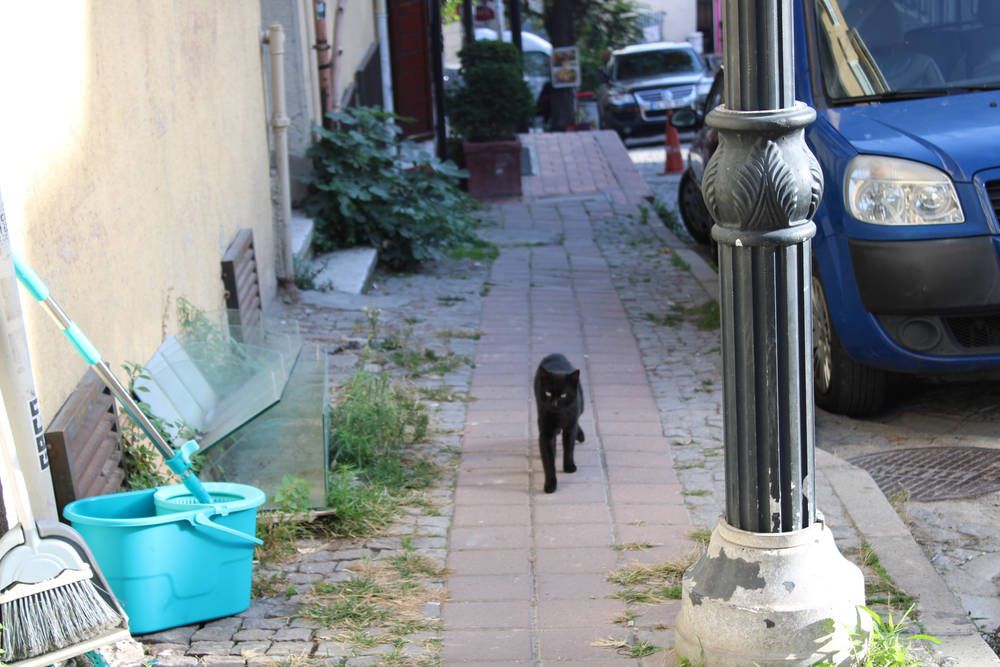A black cat walking down a sidewalk