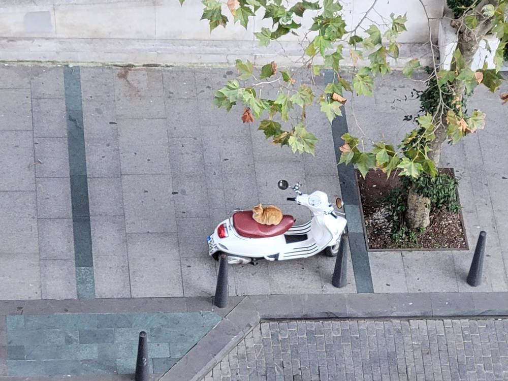 A cat asleep on a scooter seat, seen from above