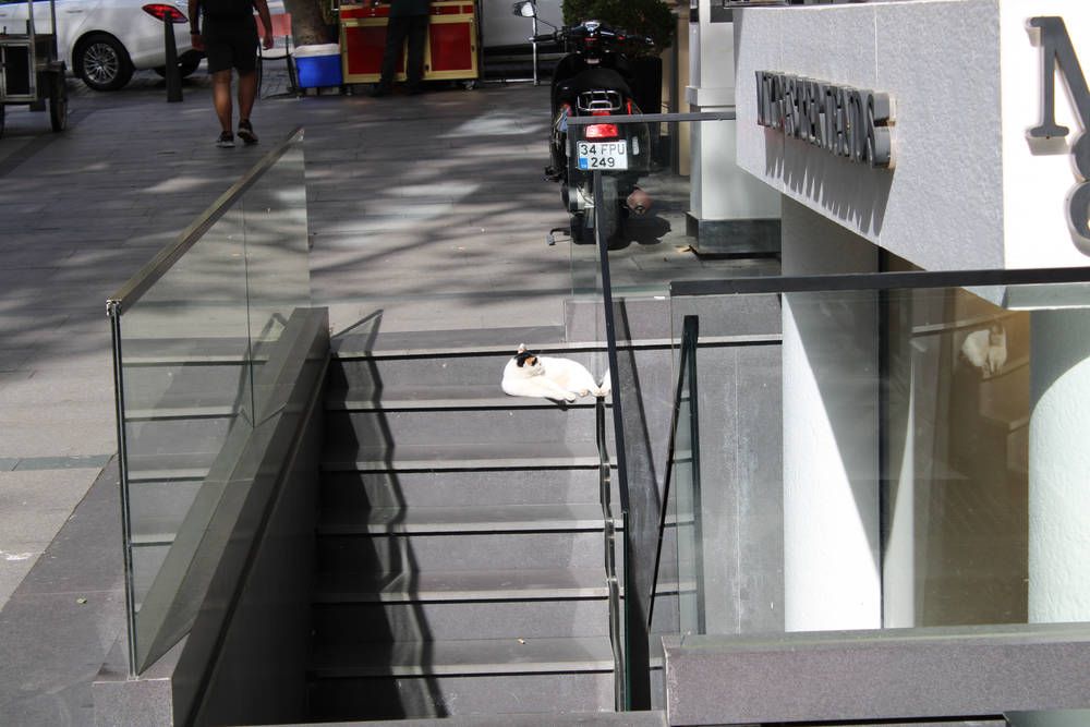 A white cat on the stairs