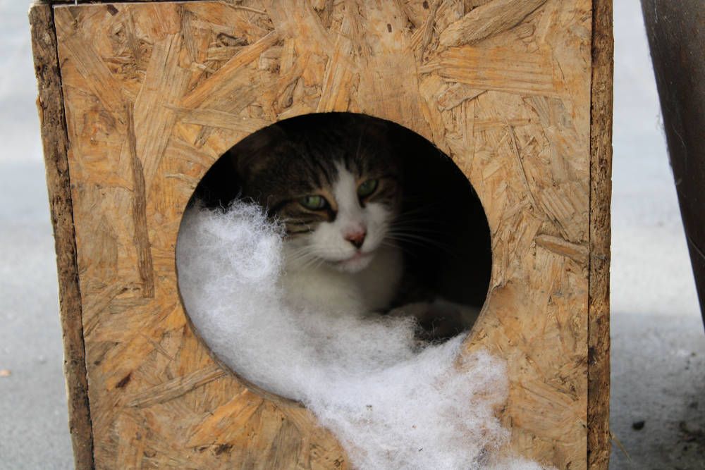 A cat in a wooden shelter on the street