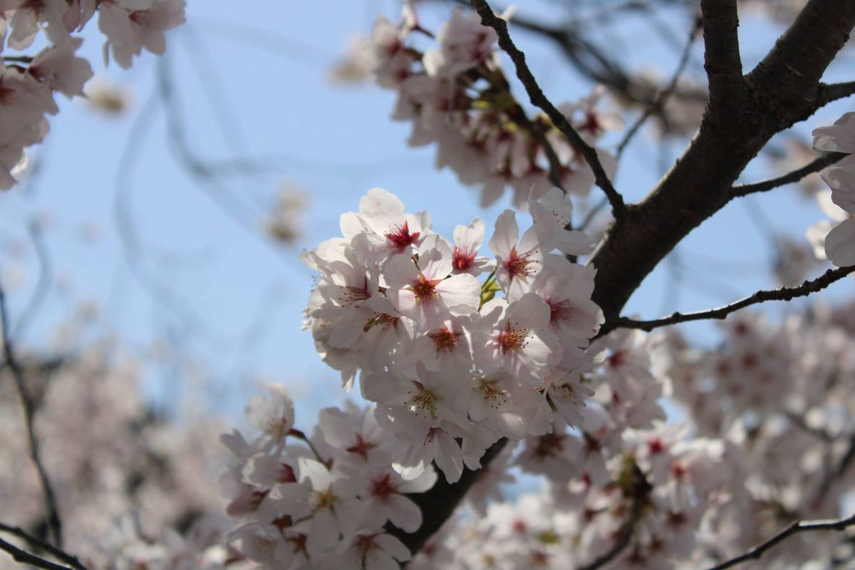 Cherry blossoms against the sky