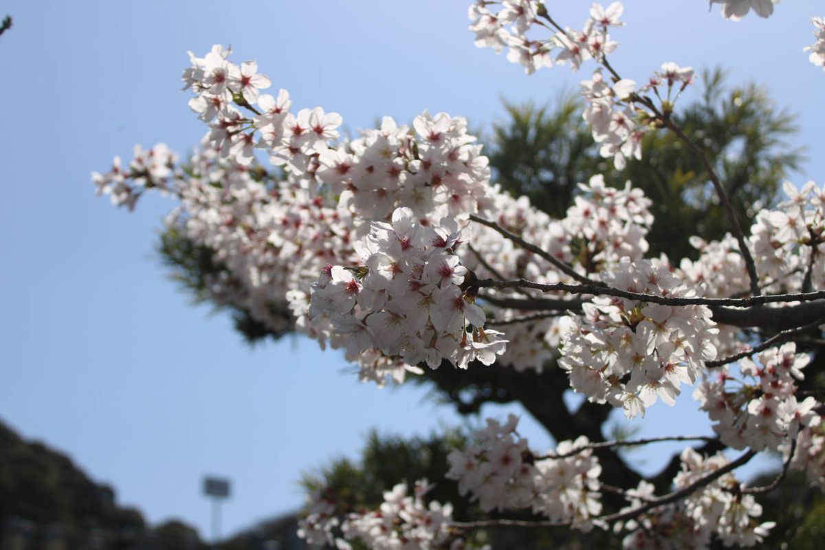 A branch of blossoms