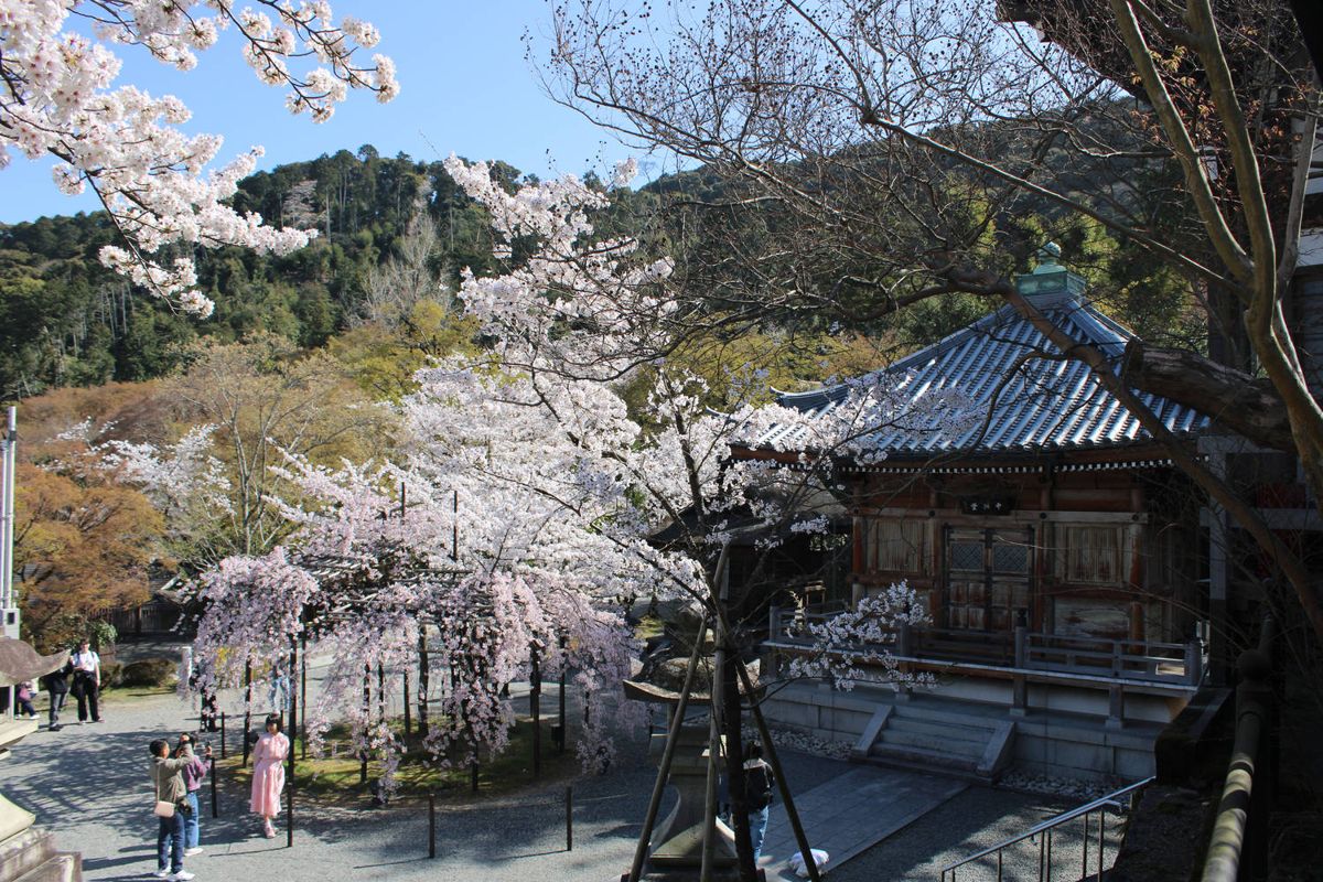 Blossoms in the temple grounds
