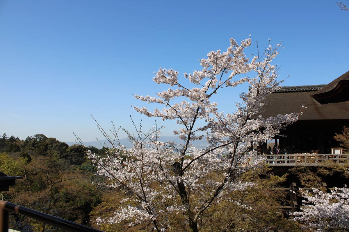 Blossoms in front of the wooden stage