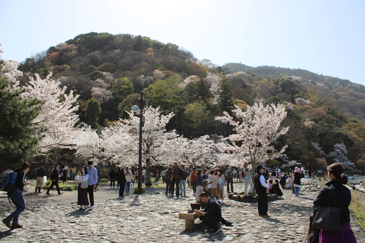 Crowds under the cherry trees by the hills