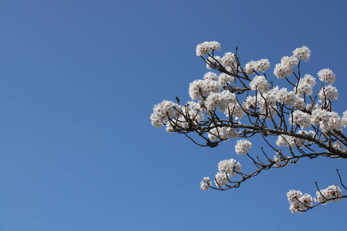 White blossoms against a deep blue sky