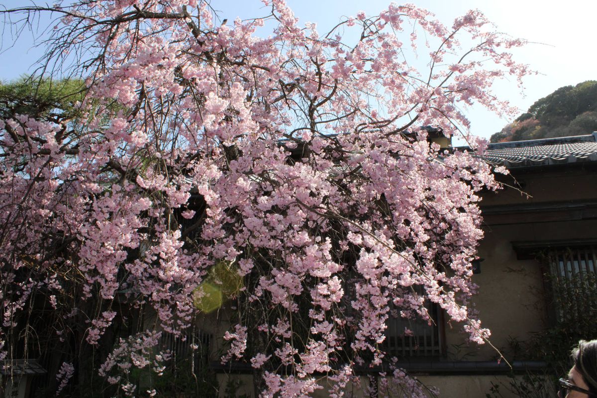 A pink weeping cherry