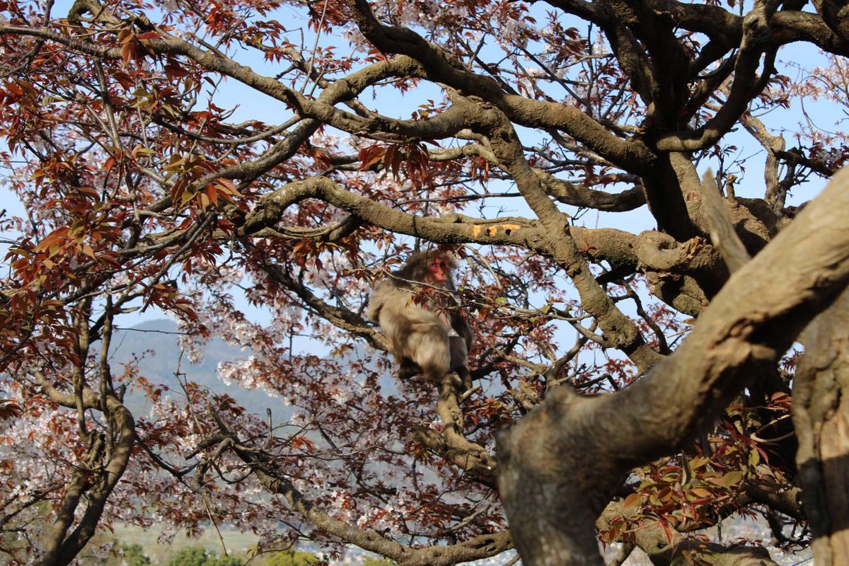 A monkey up a tree