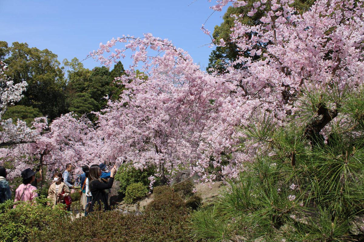 Weeping cherries in the shrine garden