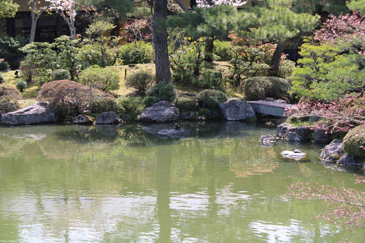 Rocks and blossoms in the garden pond