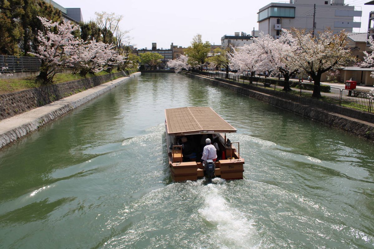 A tour boat on the canal under the blossoms
