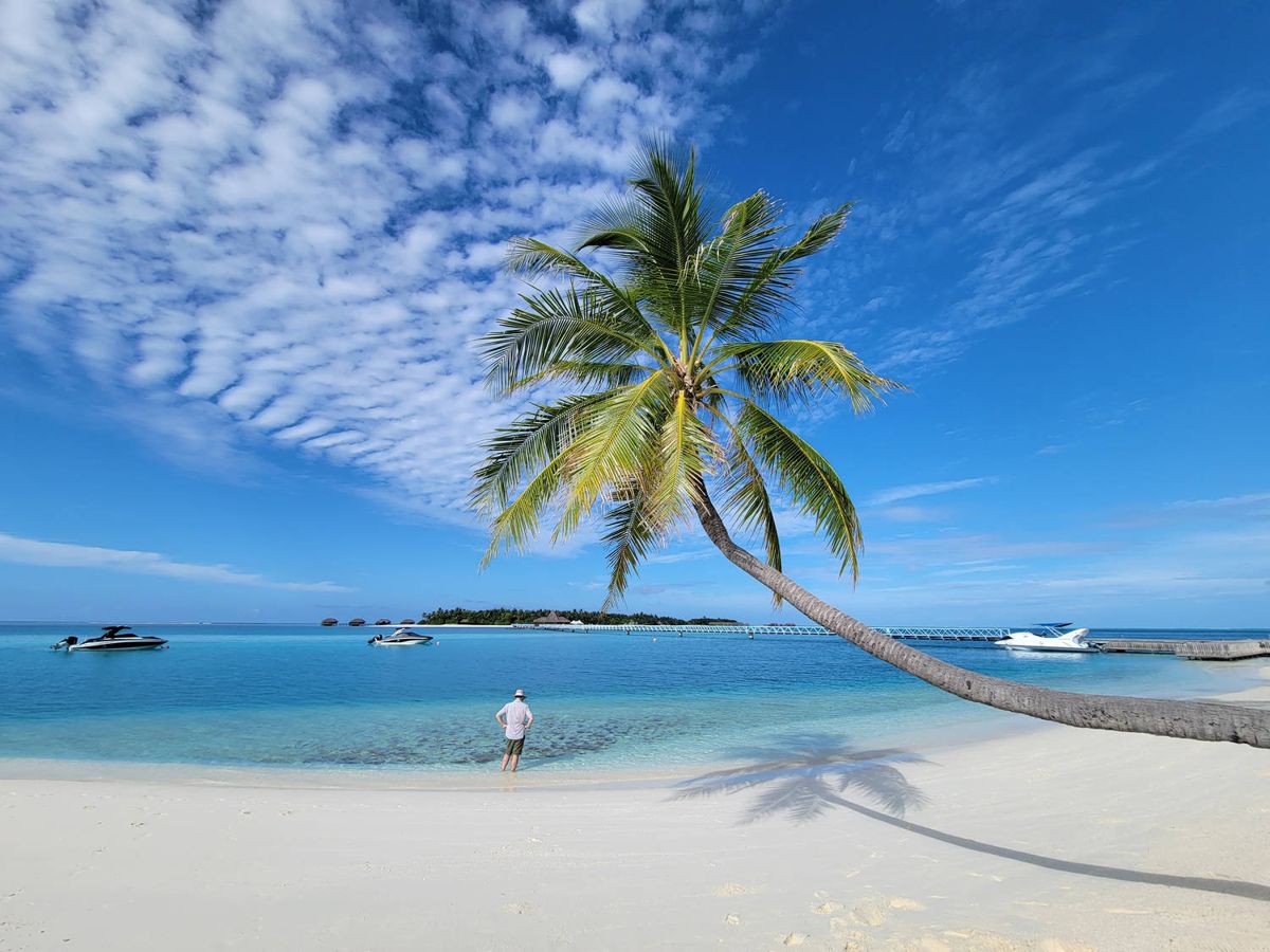 A leaning palm over the beach and lagoon