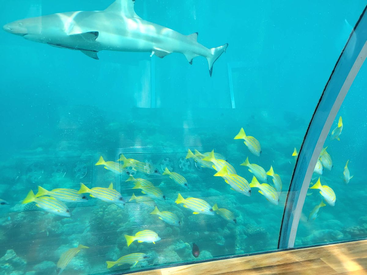 A reef shark and yellow fish past the glass