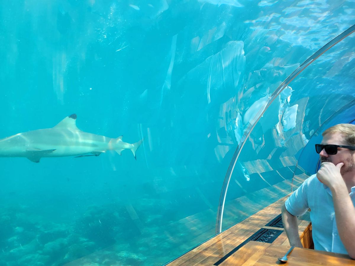 Brendan at the table as a shark swims by