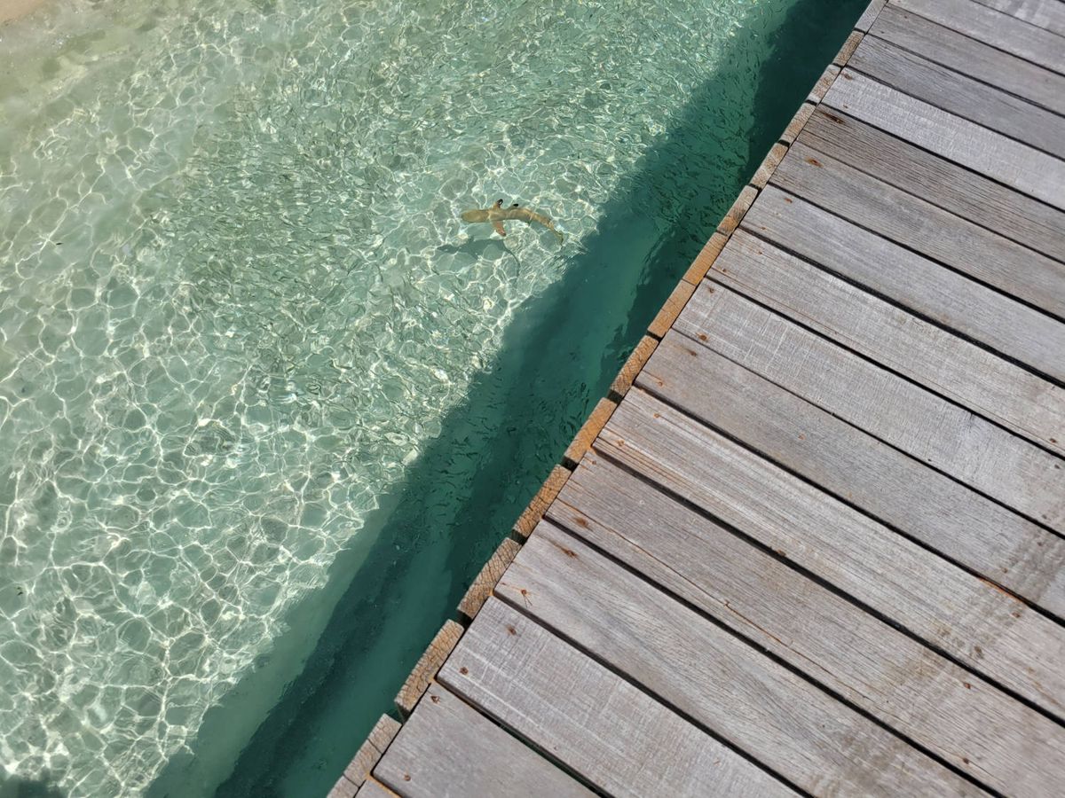 Clear water beside the boardwalk