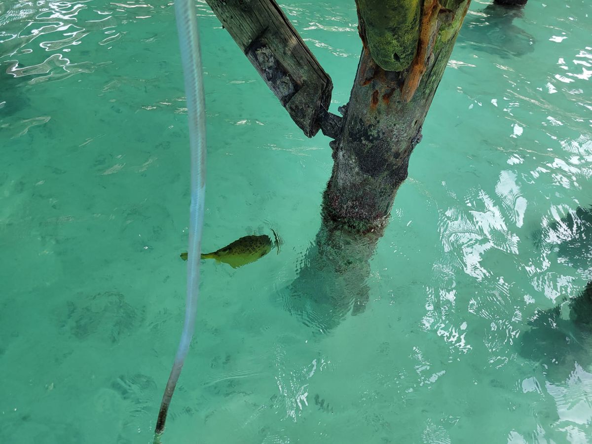 A fish under the villa