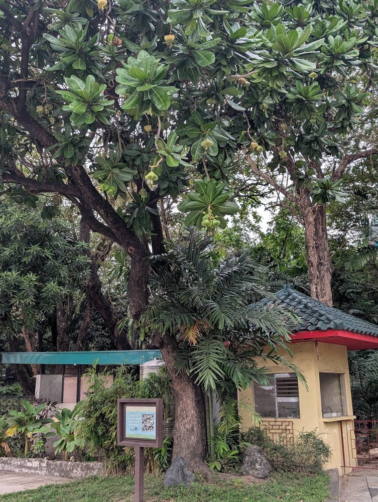 Manila