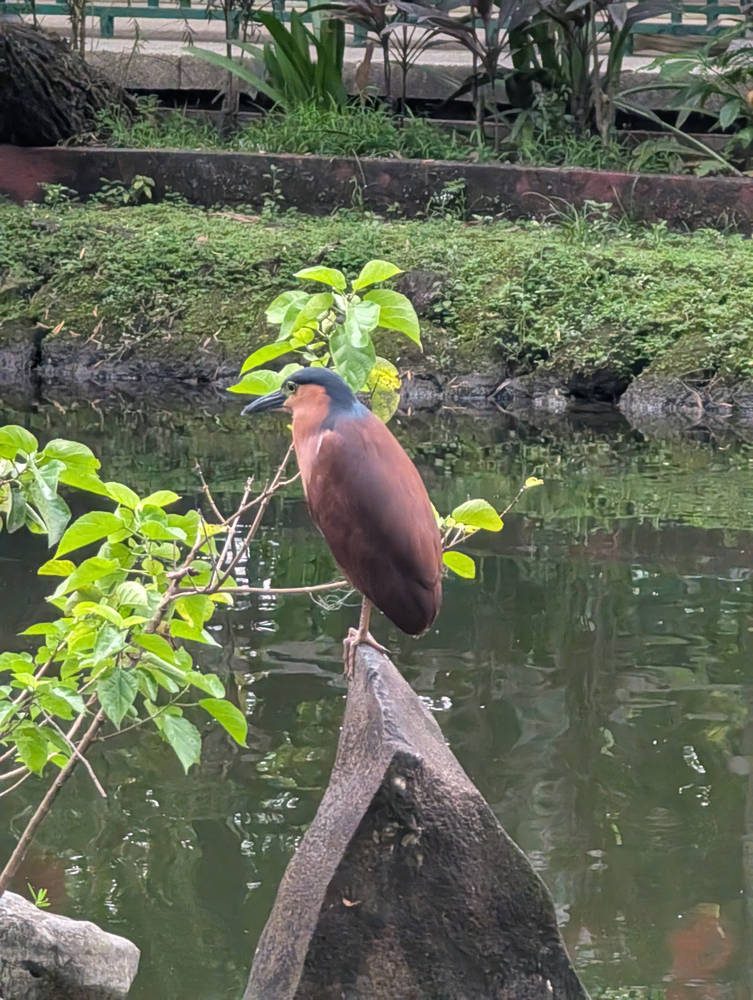 Manila