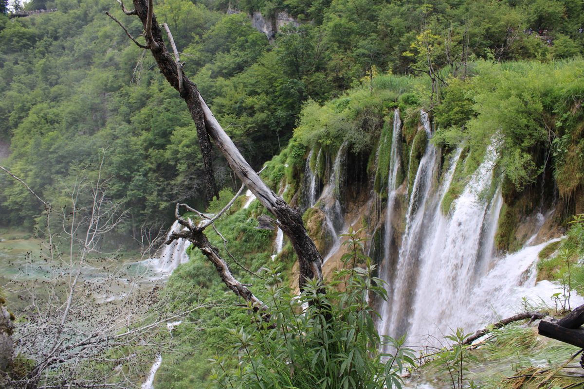 Falls through the branches