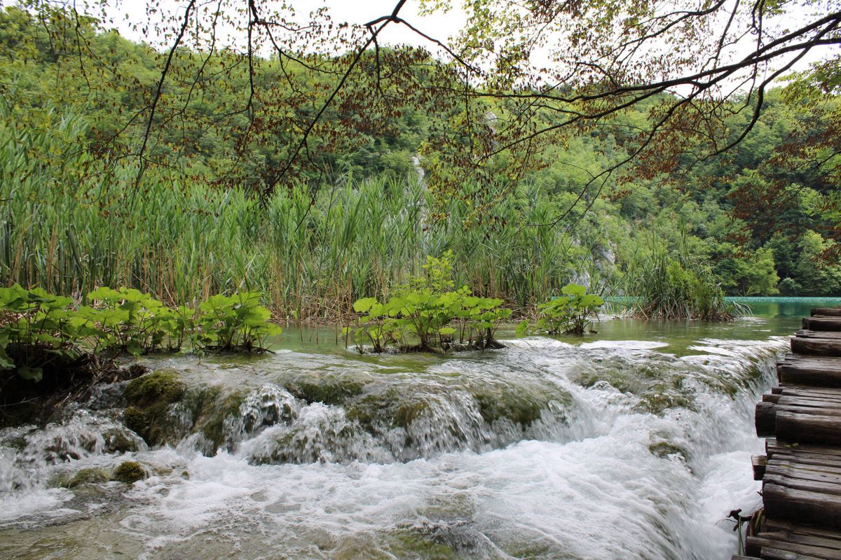 Rapids beside the boardwalk