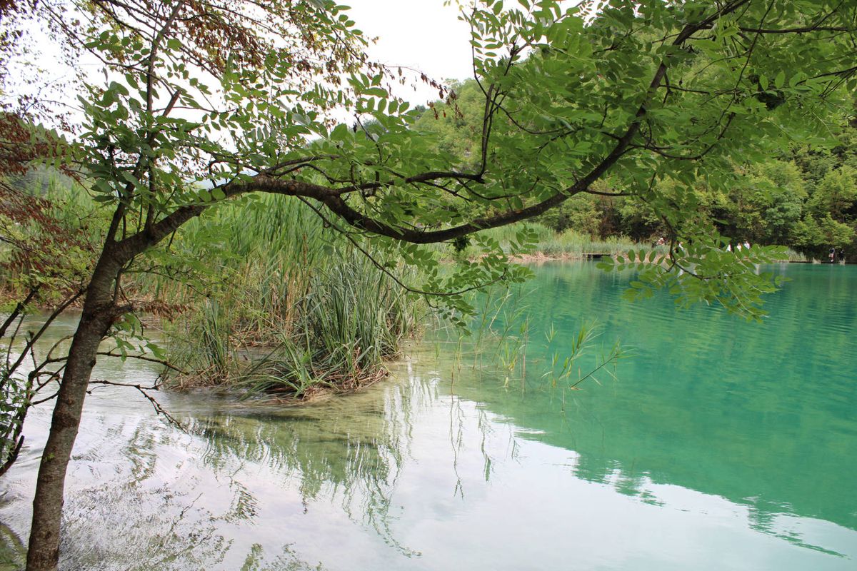 A turquoise lake through the trees