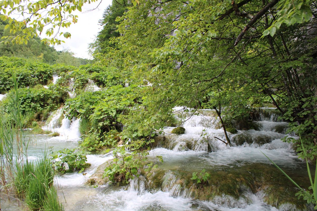 Little falls between plants