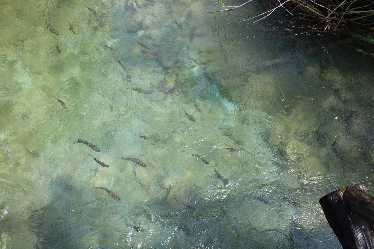 Fish in the clear water